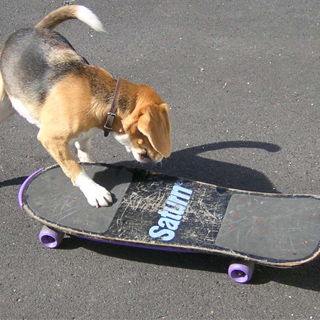 Kea lernt Skateboard 1