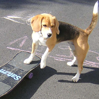 Kea lernt Skateboard 2