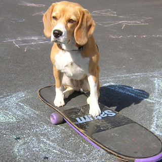 Kea lernt Skateboard 3